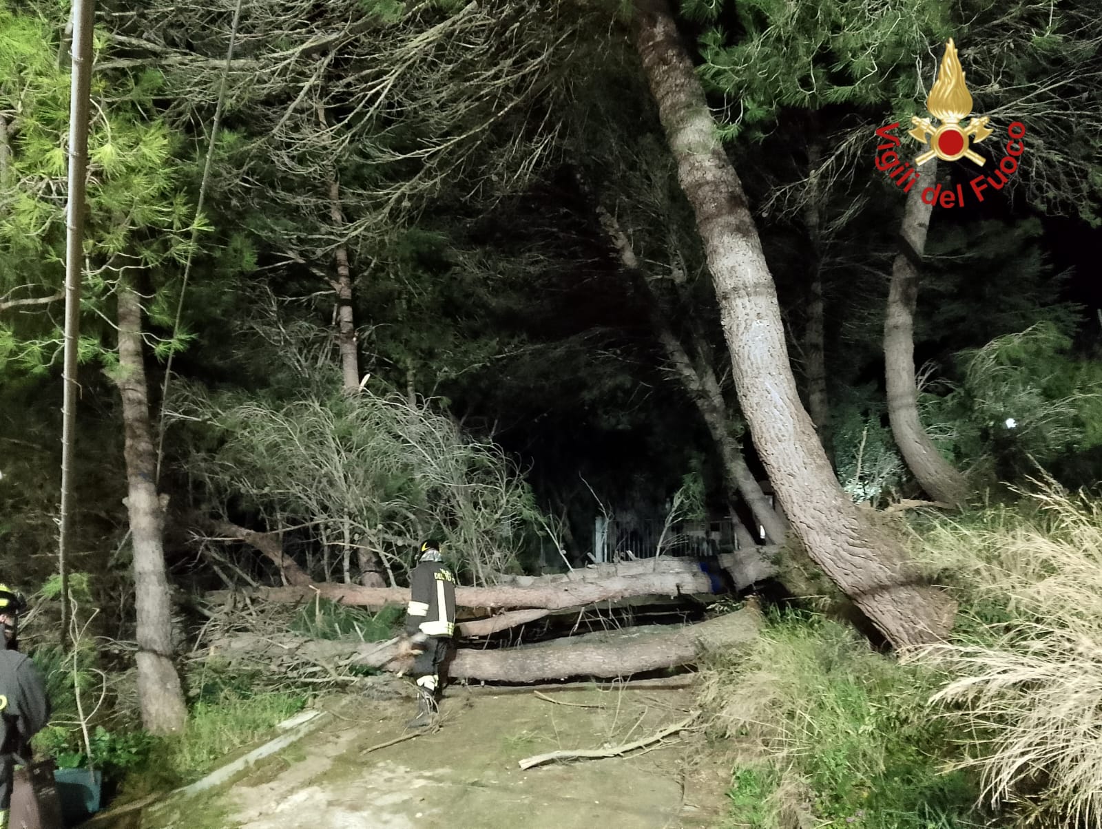 albero caduto 2