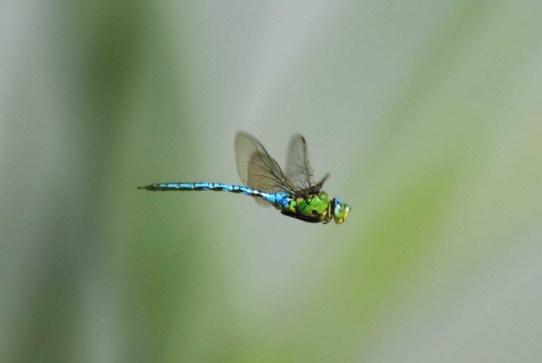 Foto 1 Anax_Imperator_Imperatore comune