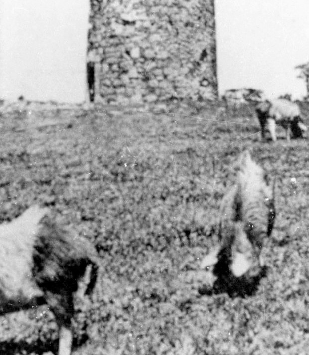 Mulino a vento (3)