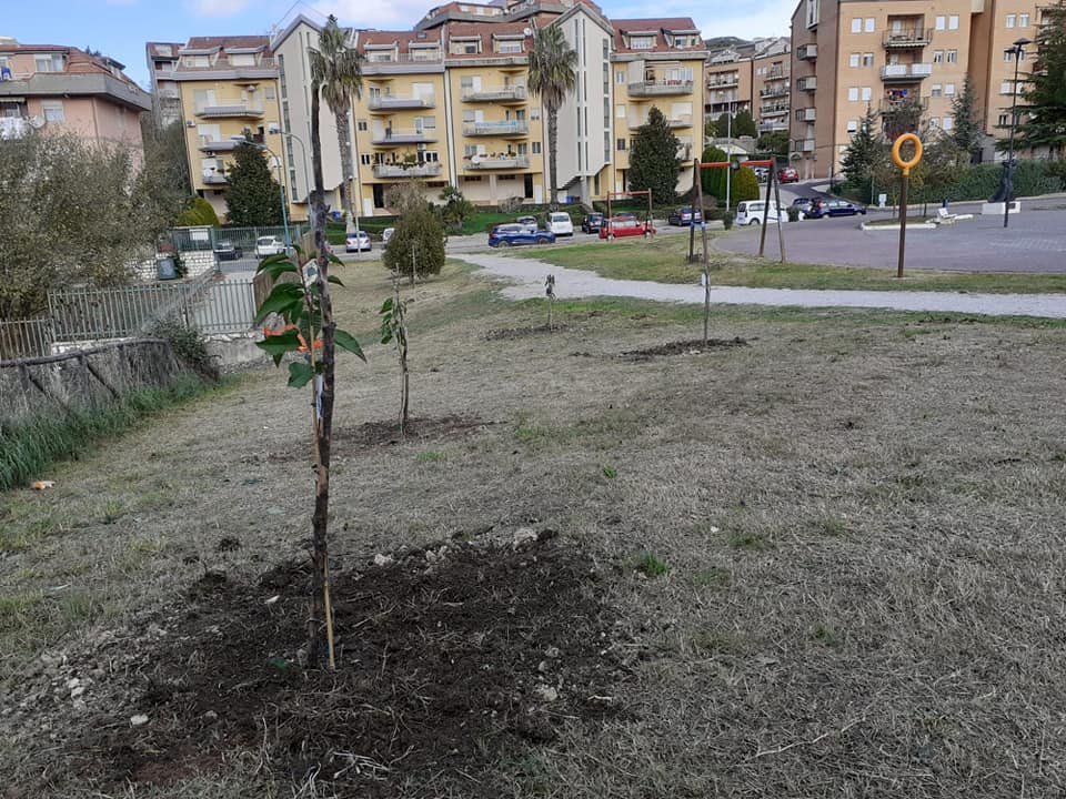 festa albero 1