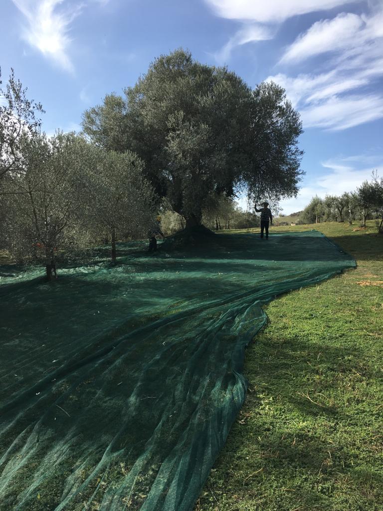 olive