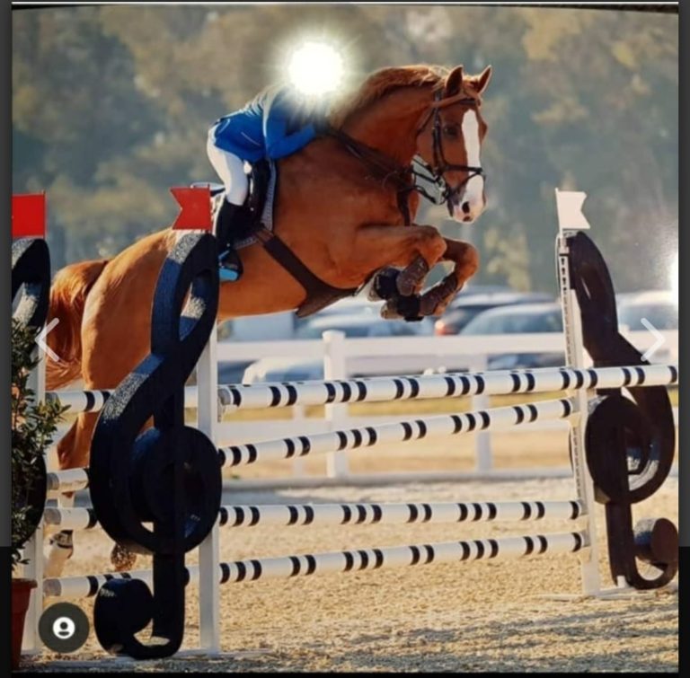 cavallo
