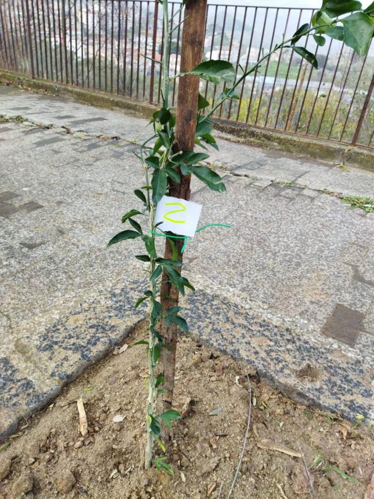 alberi valguarnera