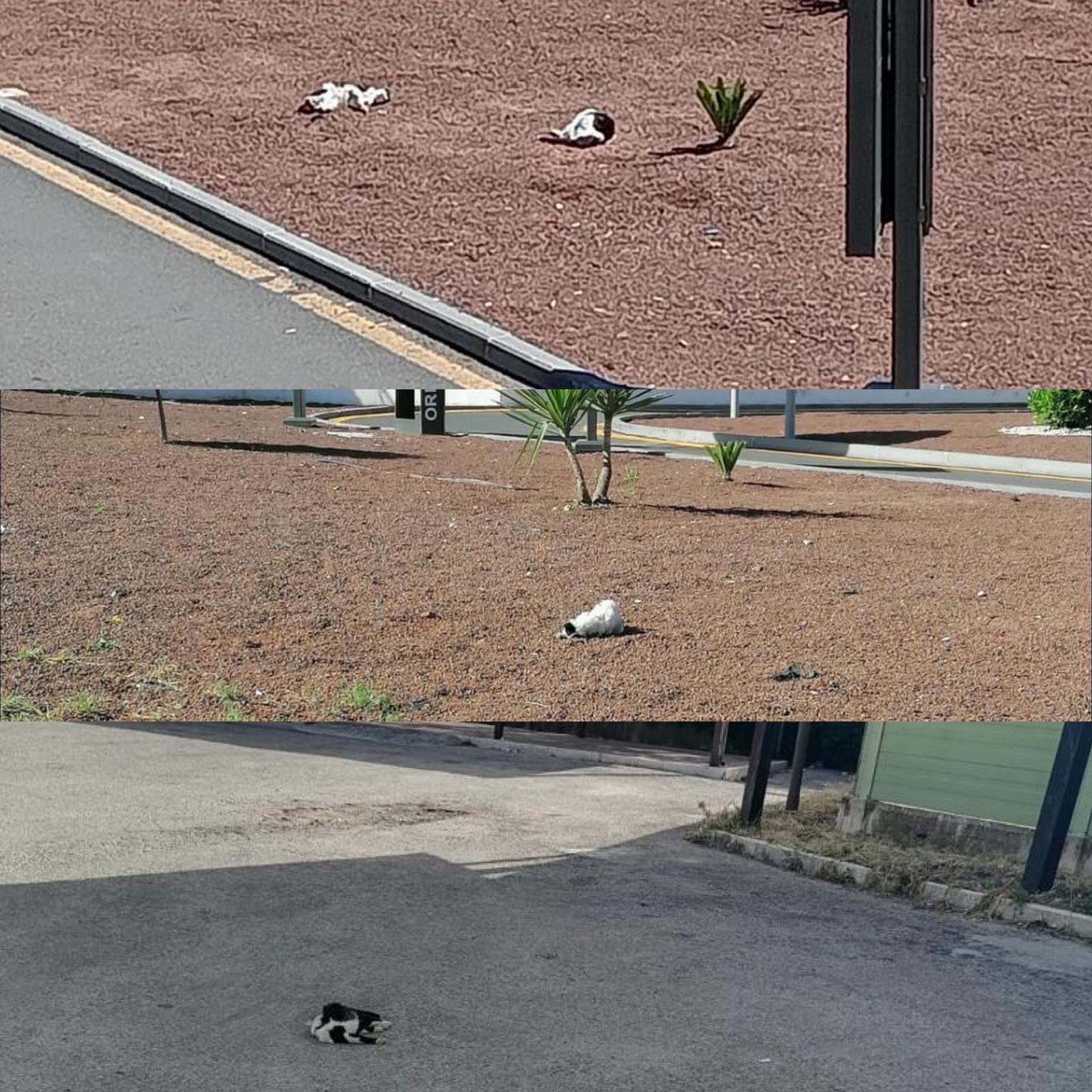 gatti morti