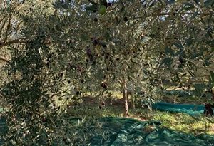 olive