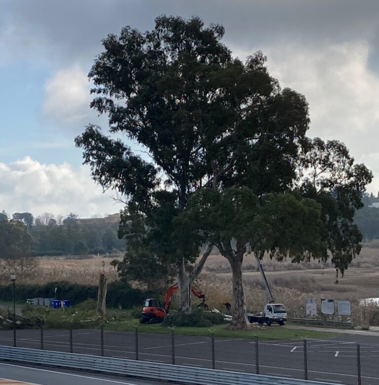 alberi pergusa