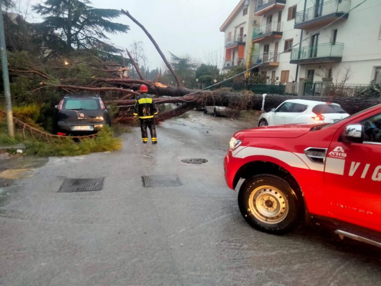 albero caduto