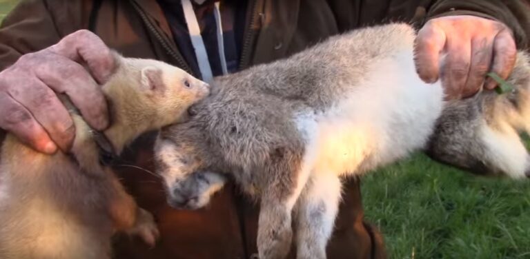 Rabbit_Hunting_with_NightHunterWhippets｜Ferreting_UK｜Rabbit_Pest_Control_1