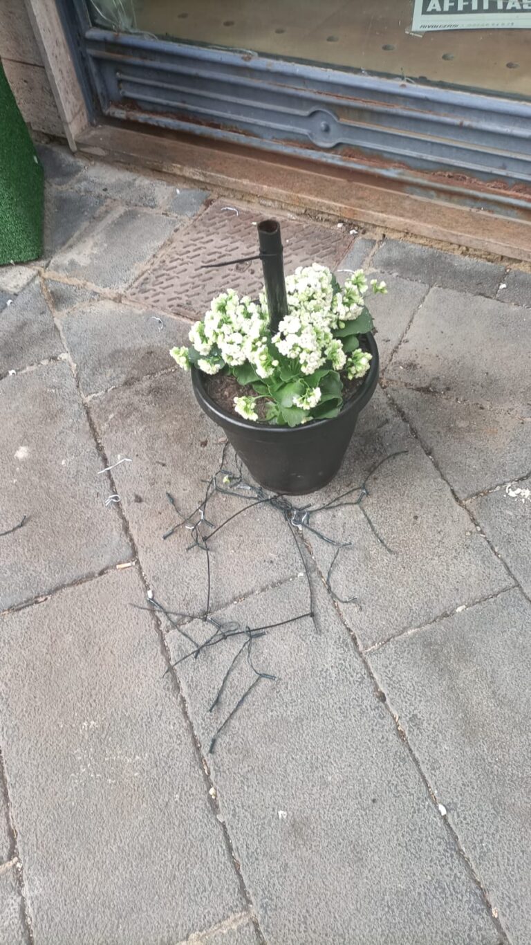 albero rubato