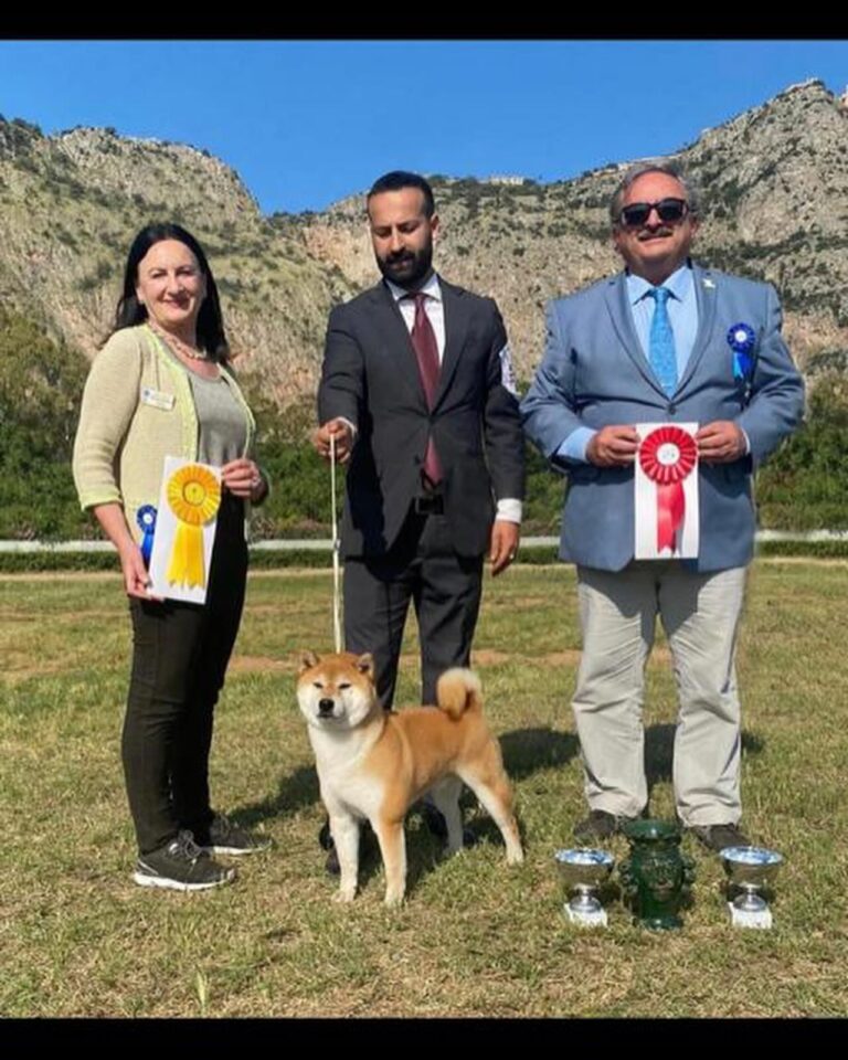 shiba 1