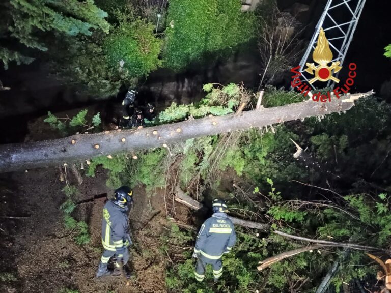 altro albero caduto