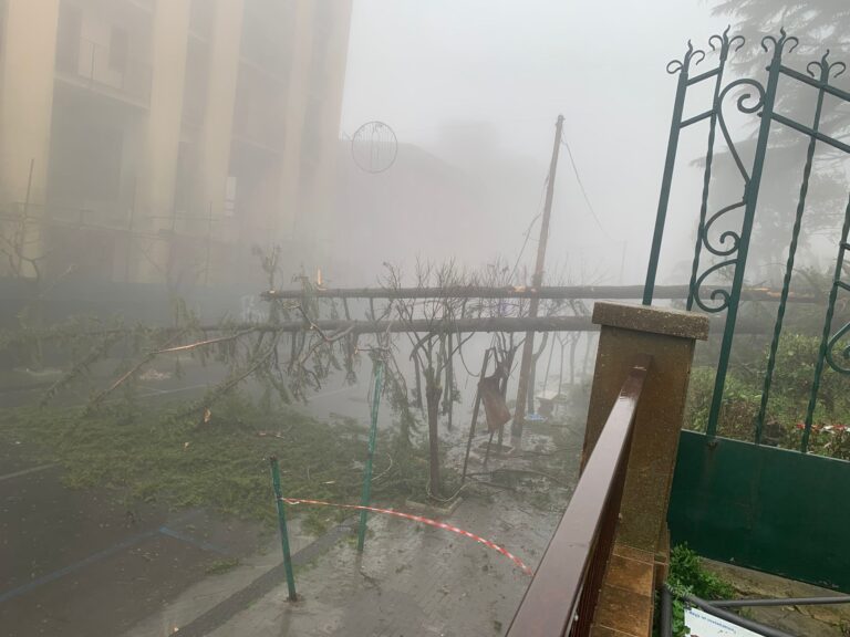 alberi viale