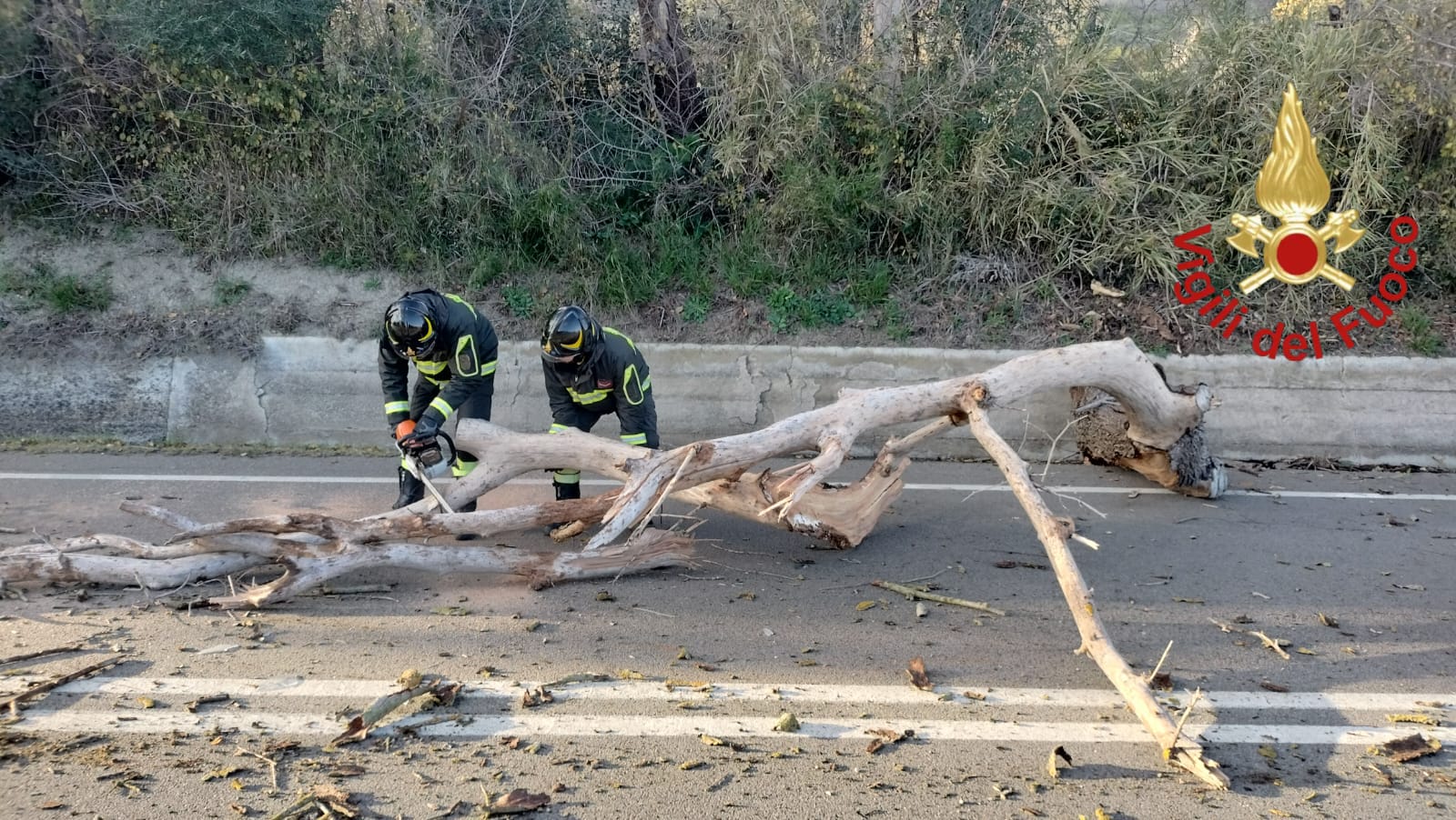 albero caduto