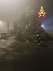 albero piazza europa