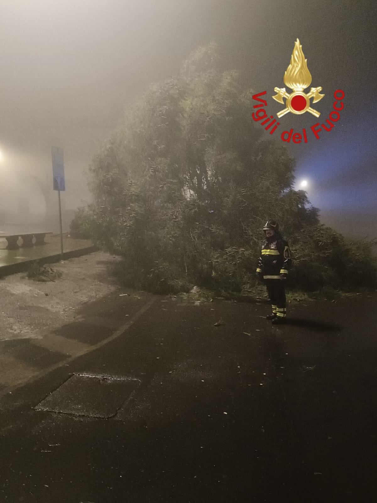 albero piazza europa