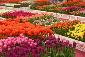 Tulipark Day 2