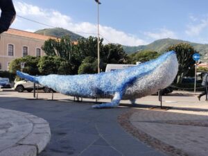 cirrito balena ustica