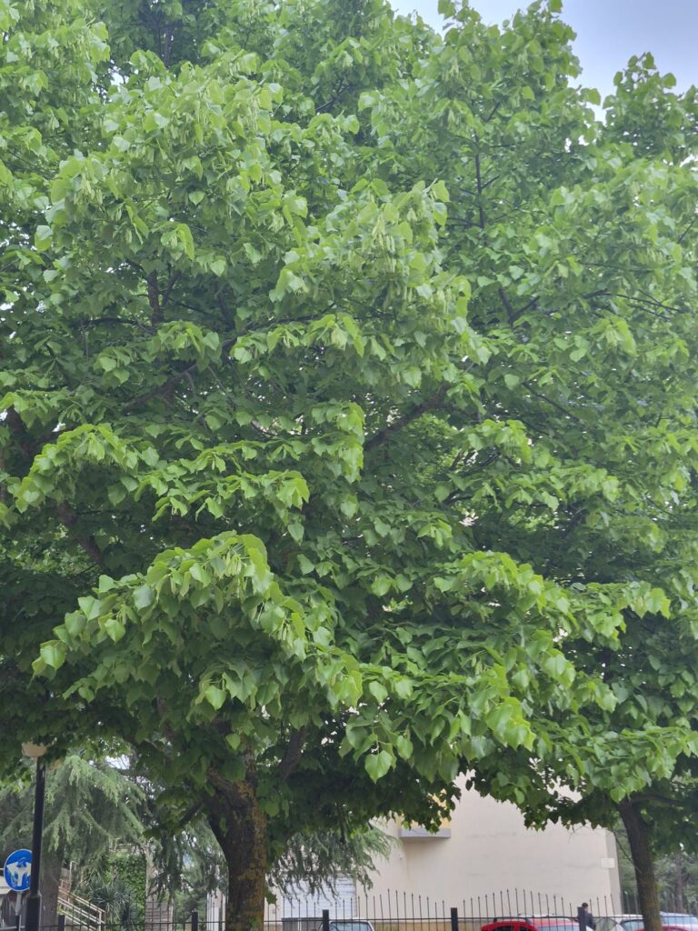 meteo 2