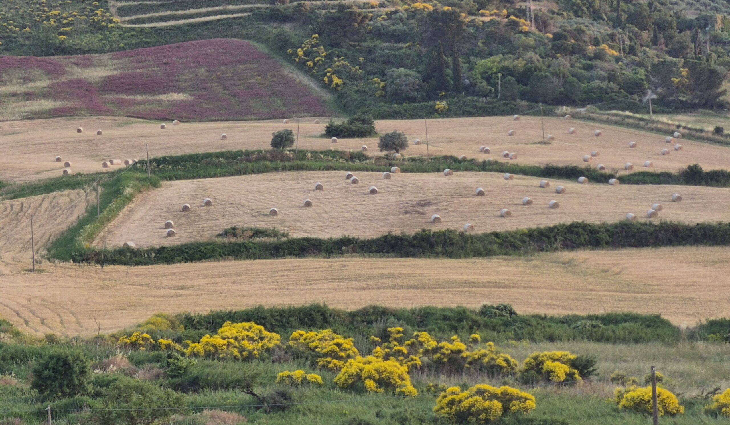 campi di luglio