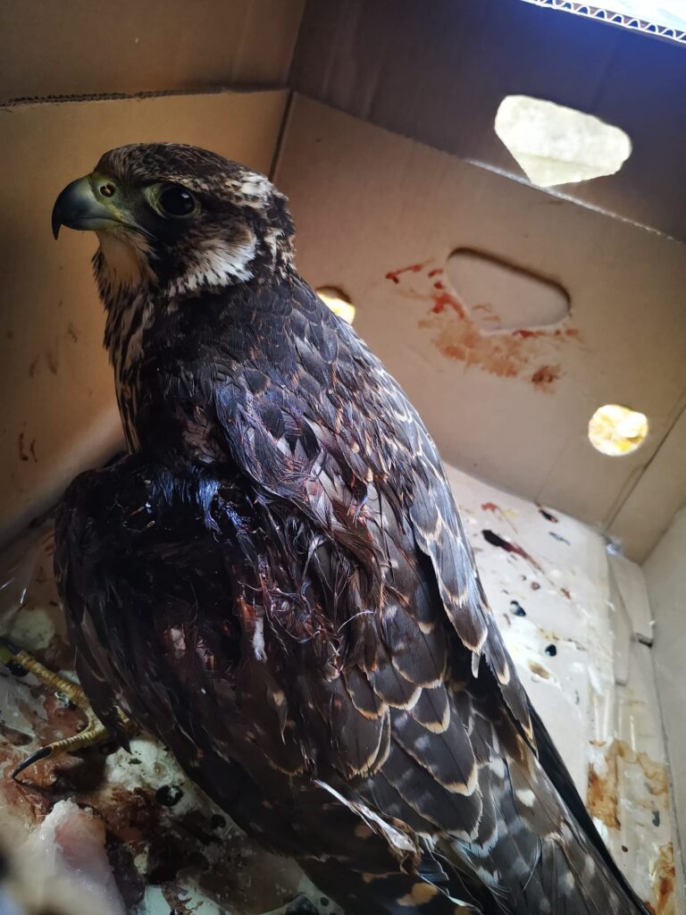 Il falco pellegrino