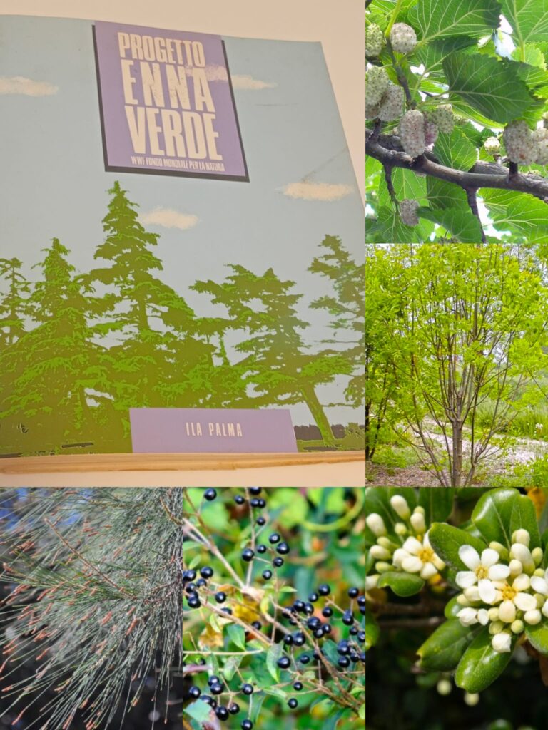 verde 9